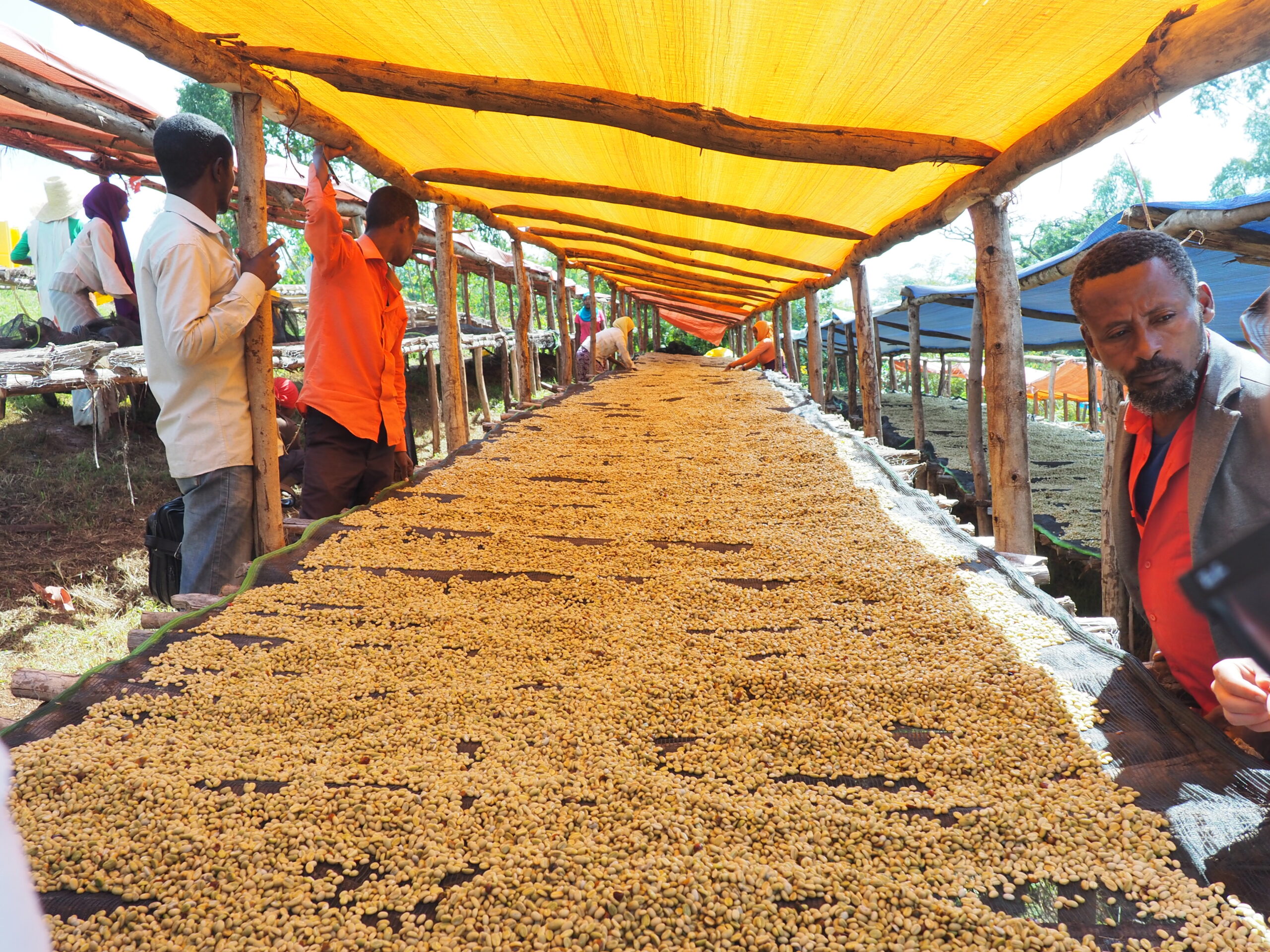 Works at the drying table at Hunda Oli Cooperative in Ethiopa