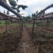 A nursery for herbs in in Central Ethiopian Region