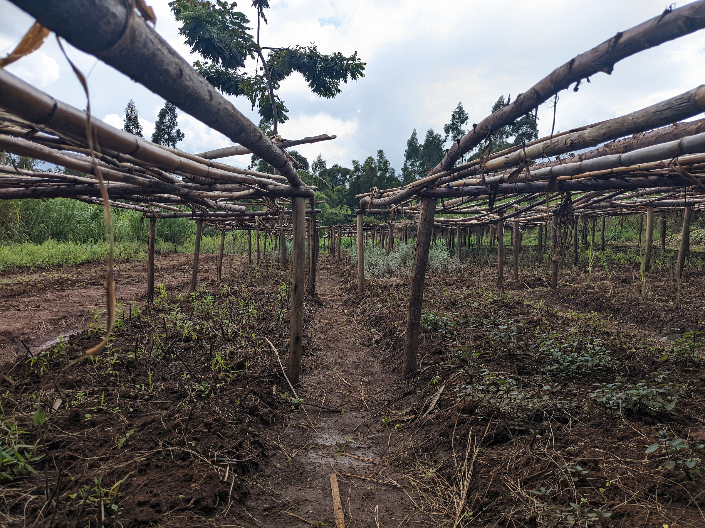 A nursery for herbs in in Central Ethiopian Region